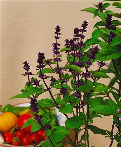 Ocimum basilicum Cinnamon