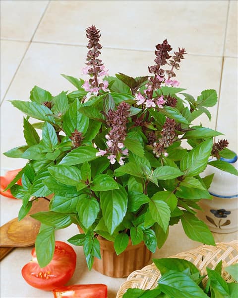 Ocimum basilicum Cinnamon
