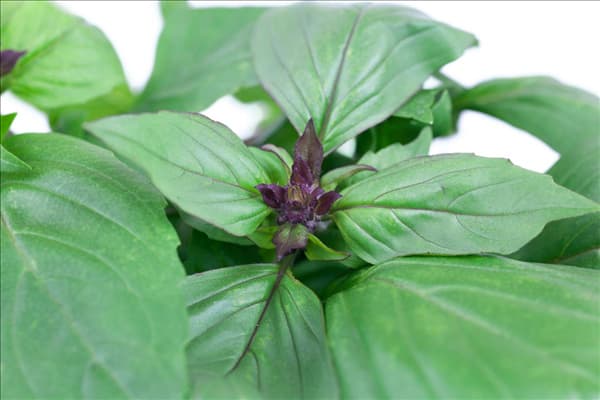 Ocimum basilicum Cinnamon