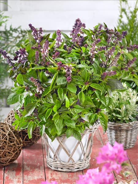 Ocimum basilicum Cino