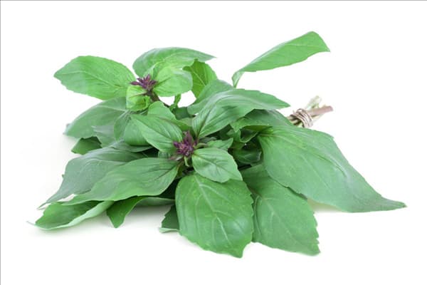 Ocimum basilicum Cinnamon