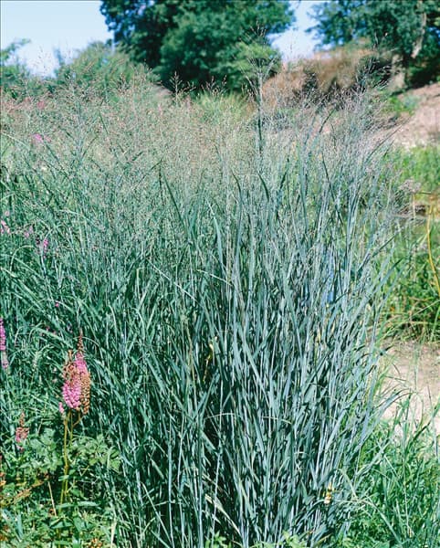 Panicum virgatum Heavy Metal