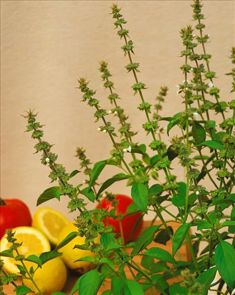 Ocimum basilicum Citriodorum