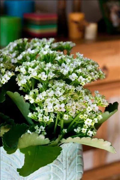 Kalanchoe blossfeldiana Snowdon