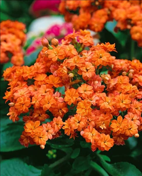 Calandiva (R) Orange