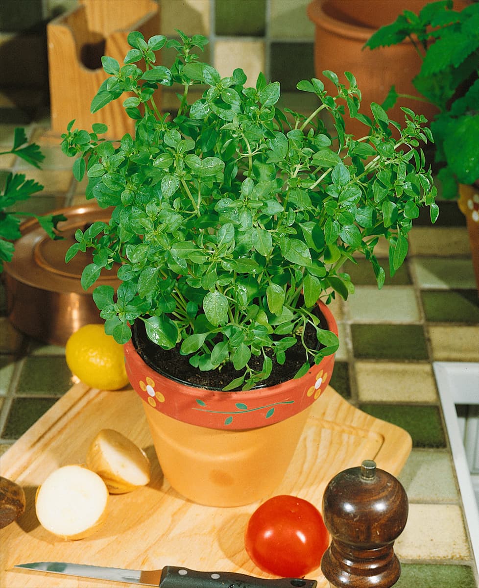 Ocimum basilicum