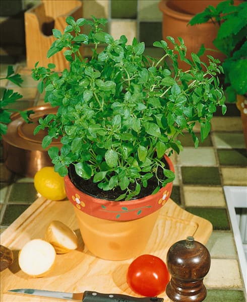 Ocimum basilicum