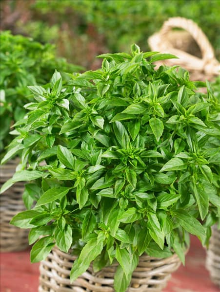 Ocimum basilicum