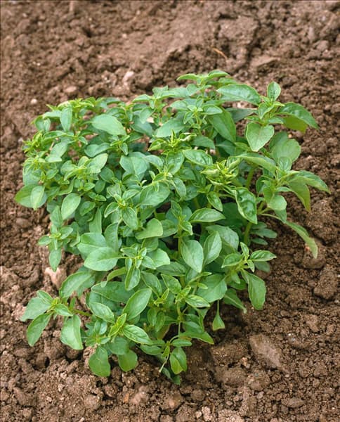 Ocimum basilicum