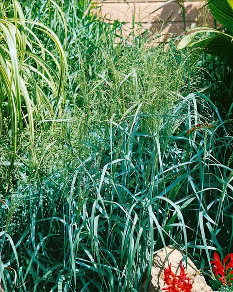 PANICUM virgatum Prairie Sky