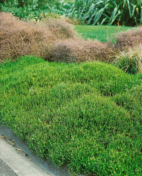 Muehlenbeckia axillaris
