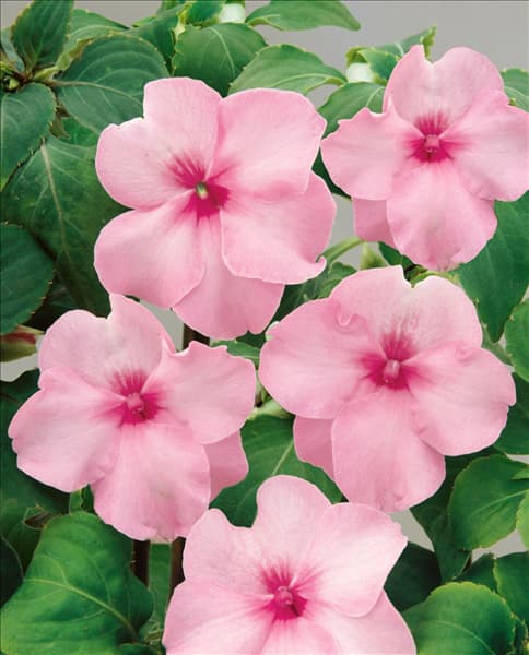 Impatiens walleriana Extreme Pink