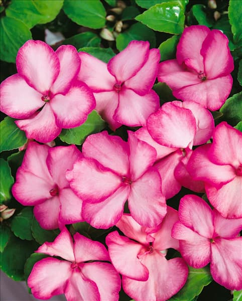 Impatiens walleriana Expo Picotee
