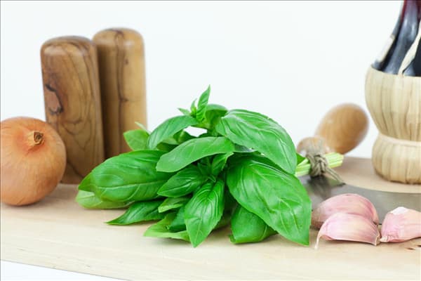 Ocimum basilicum Genoveser