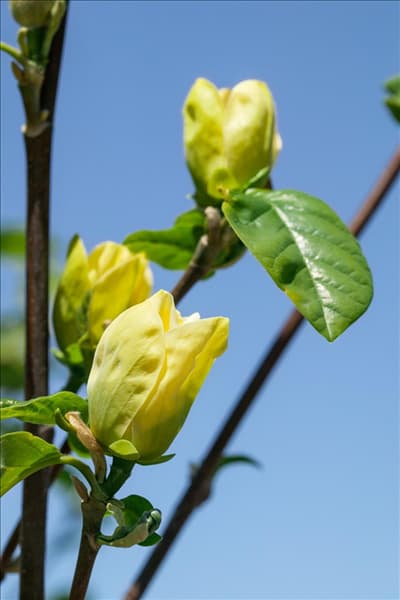 Magnolia x brooklynensis Yellow Bird