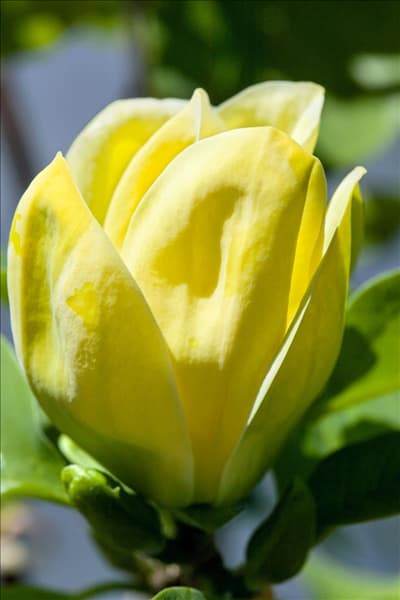 Magnolia x brooklynensis Yellow Bird