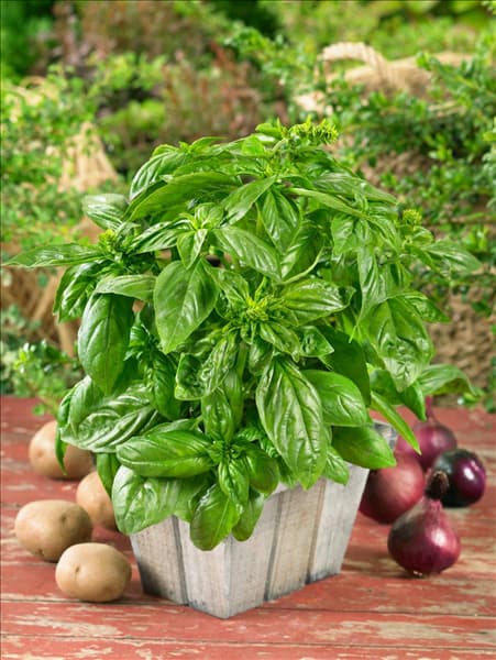Ocimum basilicum Genoveser