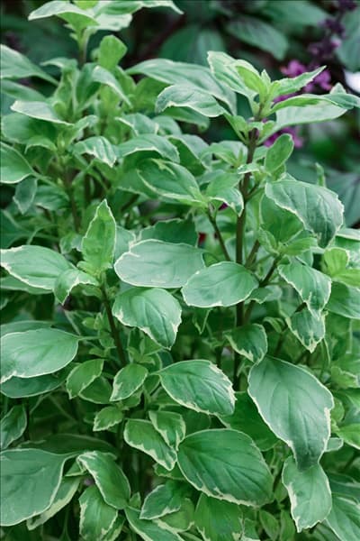 Ocimum basilicum Pesto Perpetuo