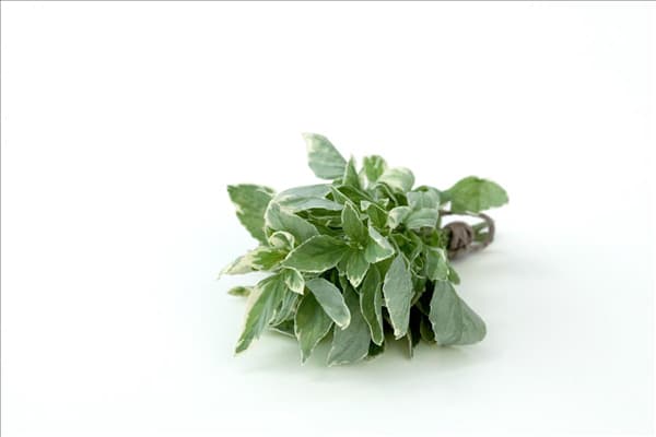 Ocimum basilicum Pesto Perpetuo