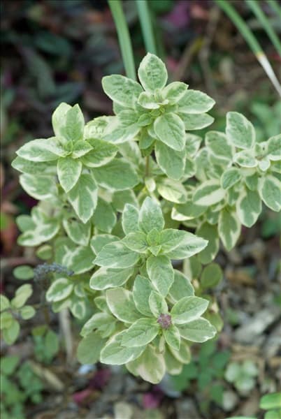 Ocimum Pesto Perpetuo