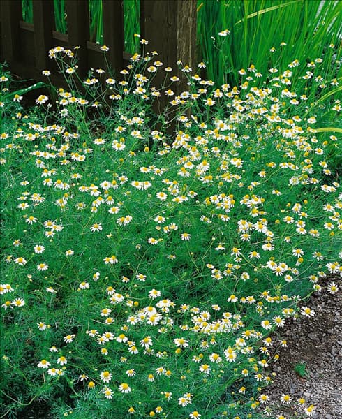 Matricaria recutita
