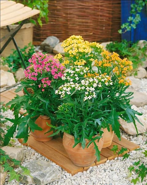 Kalanchoe African Queen mixed