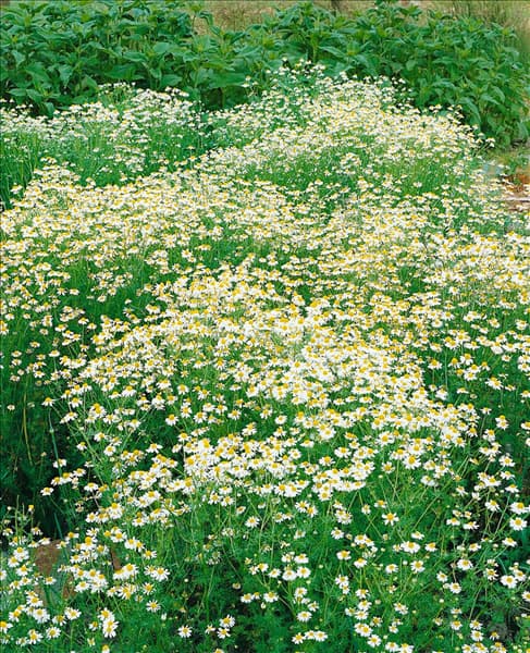 Matricaria recutita