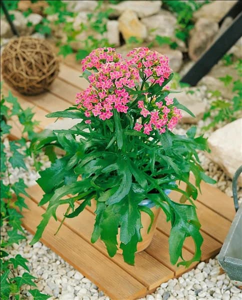 Kalanchoe African Queen Pink