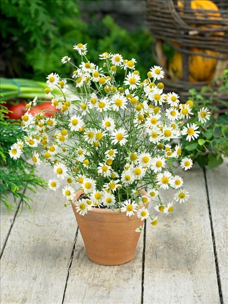 Matricaria recutita