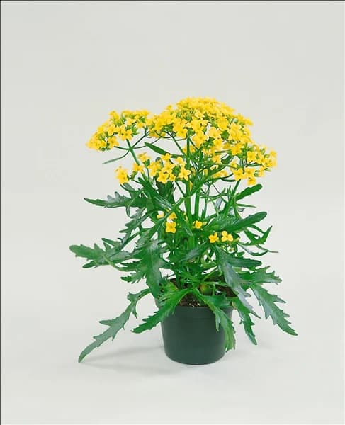 Kalanchoe African Queen Yellow