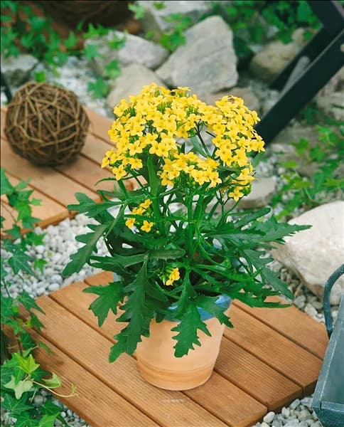 Kalanchoe African Queen Yellow