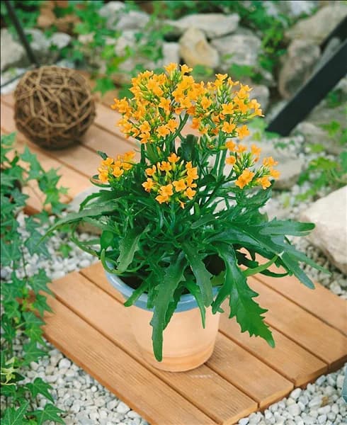 Kalanchoe African Queen Salmon