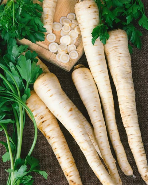 Petroselinum crispum var. tuberosum
