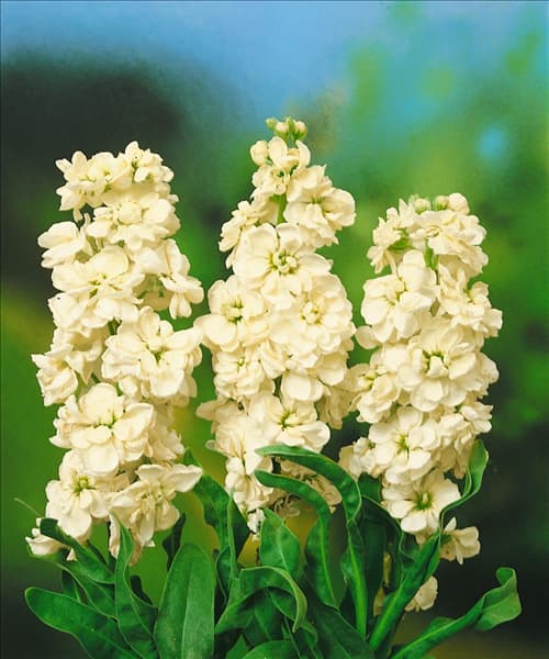 Matthiola incana White