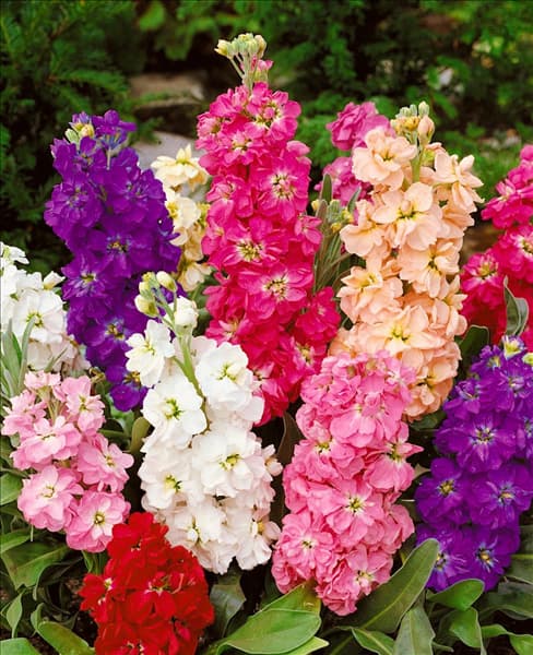 Matthiola incana Brompton mixed