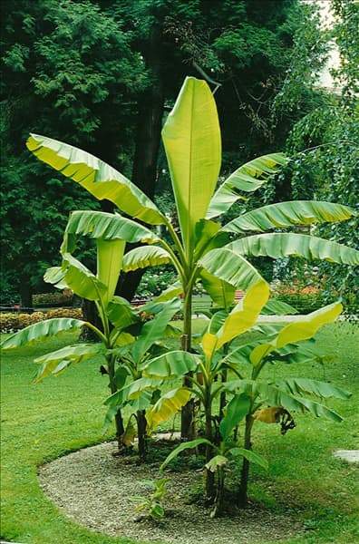 Musa basjoo