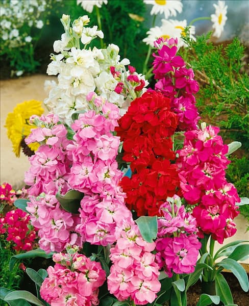 Matthiola incana mixed