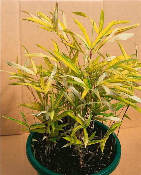Pleioblastus viridistriatus