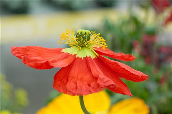 Papaver nudicaule Spring Fever™ Red
