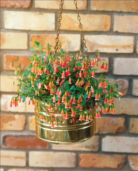 Kalanchoe manginii