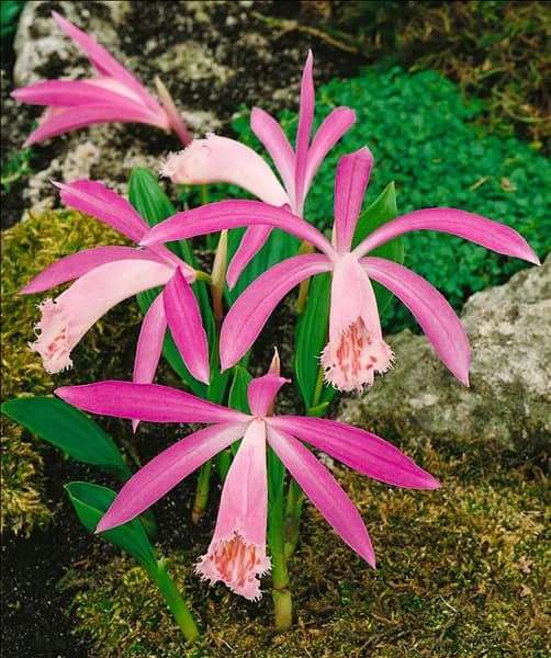PLEIONE FORMOSANUM