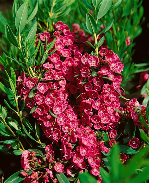 KALMIA ANGUSTIFOLIA RUBRA