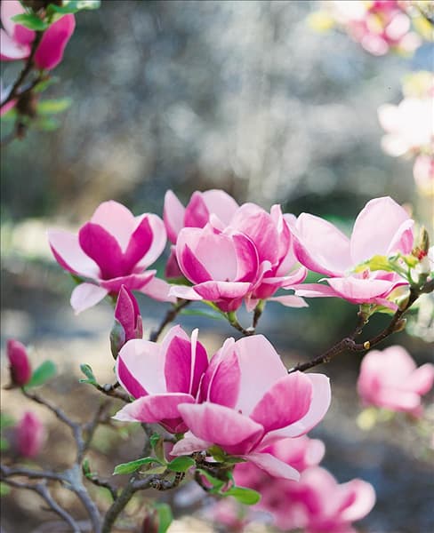 Magnolia x soulangeana Rustica Rubra