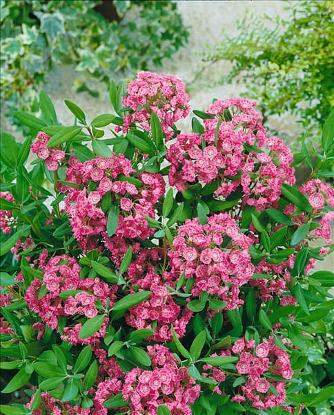 KALMIA ANGUSTIFOLIA RUBRA