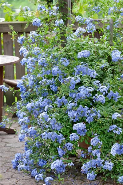 Plumbago auriculata