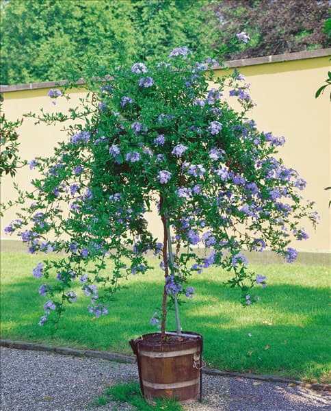 Plumbago auriculata