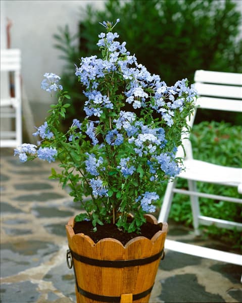 Plumbago auriculata