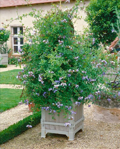 Plumbago auriculata
