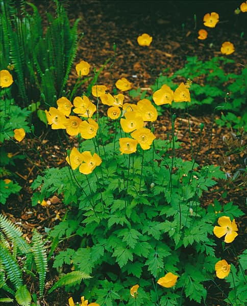 MECONOPSIS CAMBRICA
