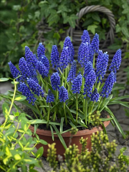 Muscari Big Smile im Topf